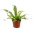 Asplenium Nidis Houseplant Alternative Image