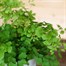 Adiantium fragrans Houseplant - 12cm Pot Alternative Image