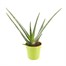 Aloe Vera Houseplant Alternative Image