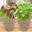 Bee Friends Summer Cocktail Strawberry & Mint Grow Set Duo (151182) Alternative Image