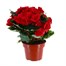 Begonia Red Houseplant Alternative Image