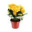 Begonia Yellow Houseplant Alternative Image