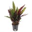 Calathea Lancifolia Houseplant Alternative Image