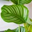 Calathea Orbifolia Houseplant Alternative Image
