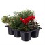 Carry Home Pack - Autumn Magic Fiery Secrets - 6 x 10.5cm Pot Bedding Alternative Image