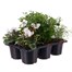 Carry Home Pack - Autumn Magic Serenity - 6 x 10.5cm Pot Bedding Alternative Image