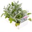 Cineraria Silverdust 6 Pack Boxed Bedding Alternative Image