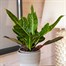 Codiaeum Croton Var. Gr Excellent Houseplant 13cm Pot Alternative Image