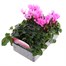 Cyclamen Rose 6 Pack Boxed Bedding Alternative Image