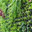 Green4Air 12 Pod Greenwall Vertical Gardening Starter Pack Alternative Image