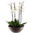 Orchids In Gold Orchid Boat Houseplant Alternative Image