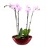Orchids In Red Orchid Boat Houseplant Alternative Image