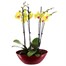 Orchids In Red Orchid Boat Houseplant Alternative Image