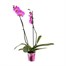 Orchid Pink Houseplant - 12cm Pot Alternative Image