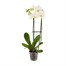 Orchid White Houseplant - 12cm Pot Alternative Image