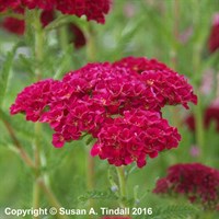 Achillea Tutti Frutti Pomegranate Perennial Plant 2L Pot - Set of 3