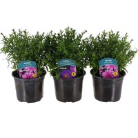 Longacres Choice - Aster Alpha - 3 x 13cm Pot Bedding