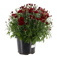 Longacres Choice - Chrysanthemum - 4L Pot Bedding