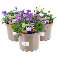 Longacres Choice - Viola - 3 x 2L Pot Bedding