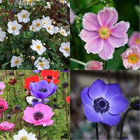 Anemone Perennial Set - Mixed Colours - 3 x 2L Pots