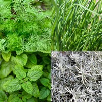 Herb Set - Mixed Varieties - 4 x 1L Pot