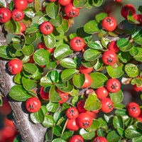 Cotoneaster 'Coral Beauty' - 7.5L Pot