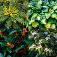 Shady Shrub Bundle - 3 x 3/4L Pot
