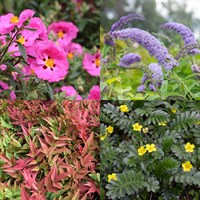 Sunny Shrub Bundle - 3 x 3/4L Pot