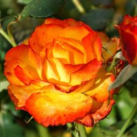 Tequila Sunrise Hybrid Tea Bush Rose 4L Pot