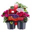 Carry Home Pack - Autumn Magic Velvet Brocade - 6 x 10.5cm Pot Bedding
