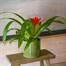 Guzmania Red Houseplant